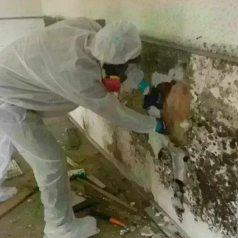 Mold Remediation and Removal in Robbinsville, NJ